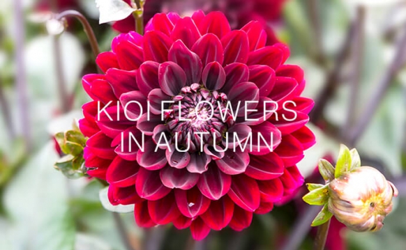 KIOI FLOWERS 10月の花情報