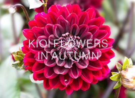 KIOI FLOWERS 10月の花情報