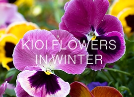 KIOI FLOWERS 2月の花情報