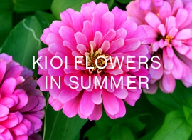 KIOI FLOWERS 6月の花情報