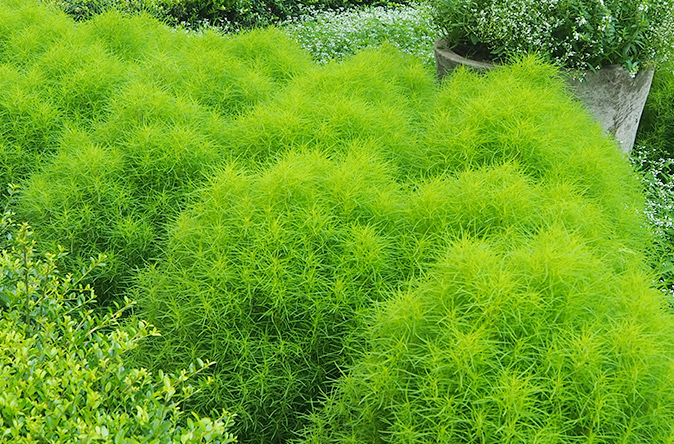 コキア