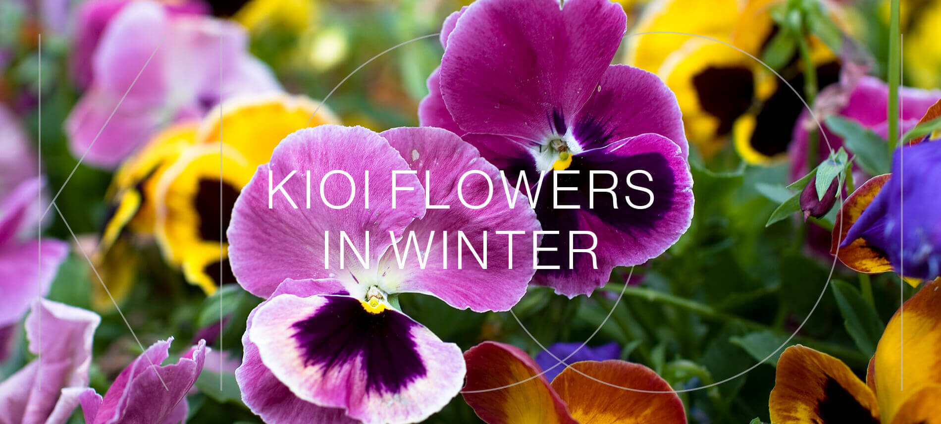KIOI FLOWERS IN WINTER