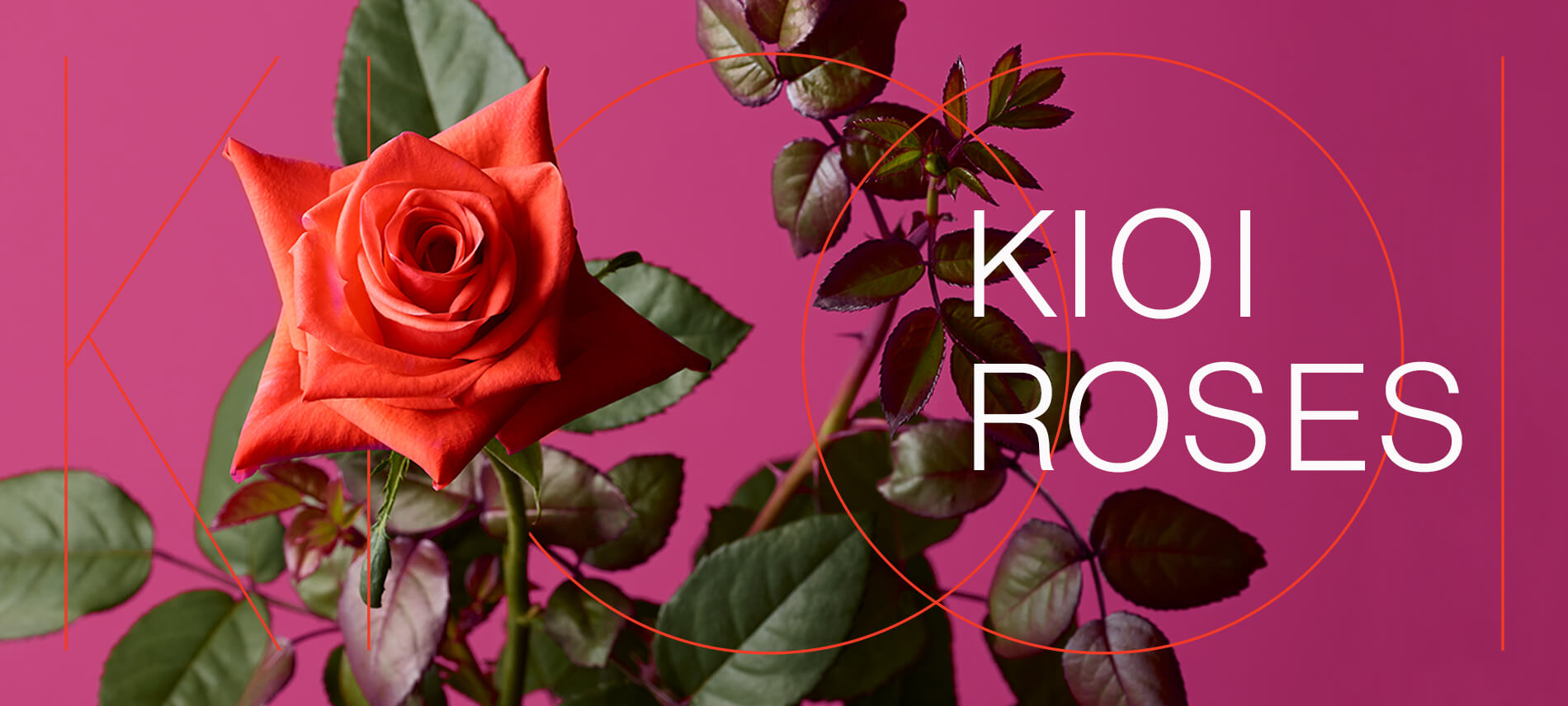 KIOI ROSES