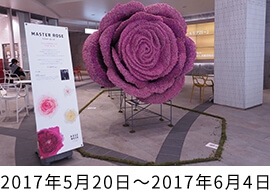 ROSE WEEK