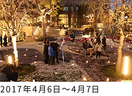 星空の集い 芝桜の中で月面クレーターを見よう
