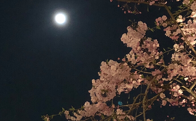 星空の集い―春の宵に月を見よう―