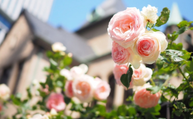 ROSE WEEK 2018