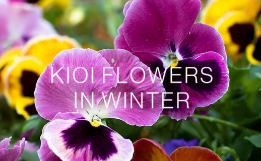 KIOI FLOWERS 冬の花情報