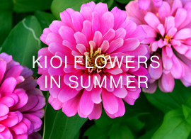 KIOI FLOWERS 夏の花情報