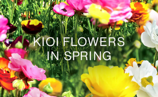 KIOI FLOWERS 春の花情報