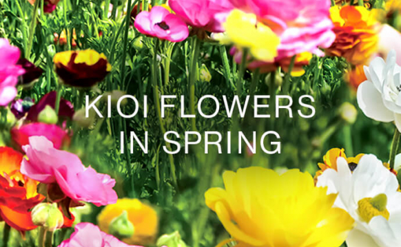 KIOI FLOWERS 春の花情報