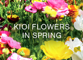 KIOI FLOWERS 春の花情報