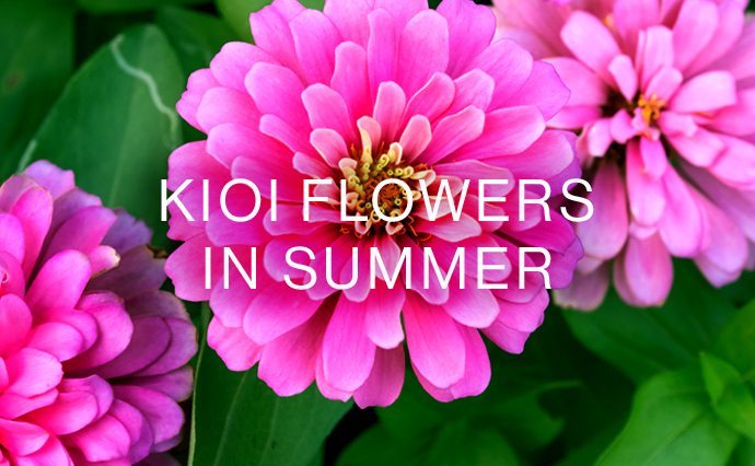 KIOI FLOWERS 夏の花情報