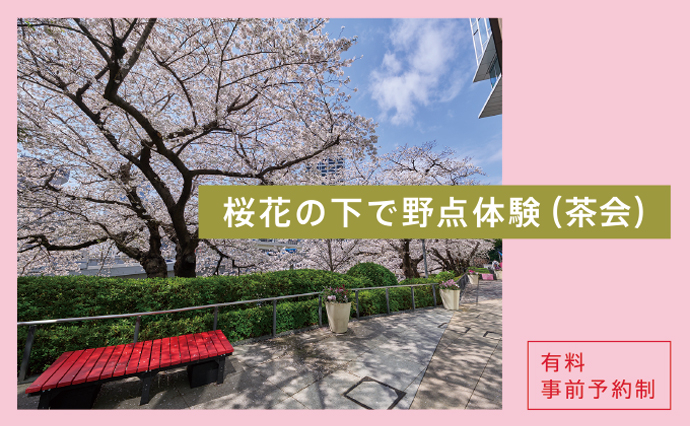 桜花の下で野点体験