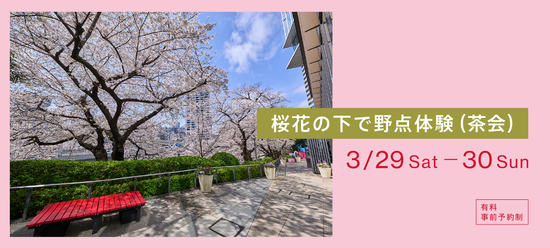 桜花の下で野点体験
